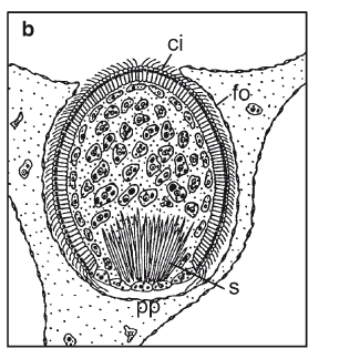 figure image